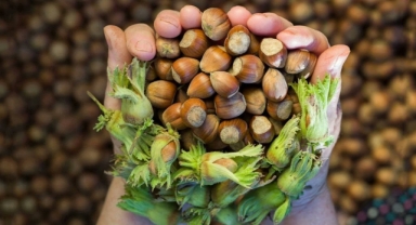 Ferrero’ya 2025 İçin Yeni Zorunluluk: En Az 30 Bin Ton Fındık Alacak