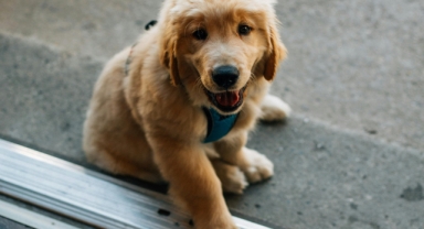 Köpek Dostlarımız İçin Yaşam Süresini Uzatacak İlaç Geliyor