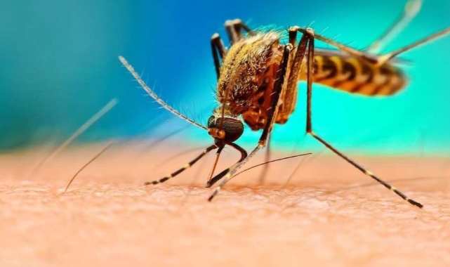 Küresel Isınma Uyuttuğu Sivrisinekleri Uyandırdı!