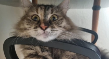 THY, Uçakta Kaybolan “Tekila” İçin Sahiplerine Özür Bileti Verdi — Çift Hâlâ Açıklama Bekliyor