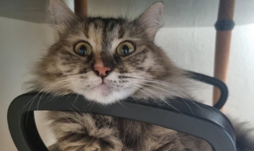 THY, Uçakta Kaybolan “Tekila” İçin Sahiplerine Özür Bileti Verdi — Çift Hâlâ Açıklama Bekliyor