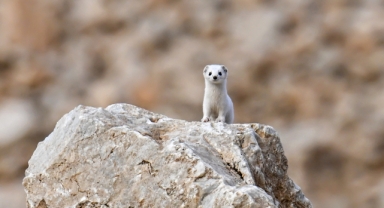 Van'da Nesli Tehlike Altındaki Beyaz Gelincik Görüntülendi