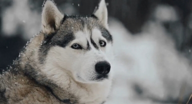 Bilim İnsanlarını Şaşırtan Gelişme: Köpeklerin Beyin Hacmi Artıyor