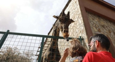 Gaziantep'in Sevilen Zürafası 'Şakir' Yaşamını Yitirdi