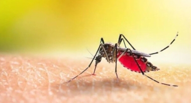 İklim Değişikliğiyle Gelen Yeni Tehdit: Tropikal Sivrisinekler Artık Türkiye'de
