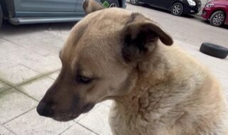 Manisa'da Köpekleri Terk Eden Kişiye Emsal Ceza:172 Bin Lira