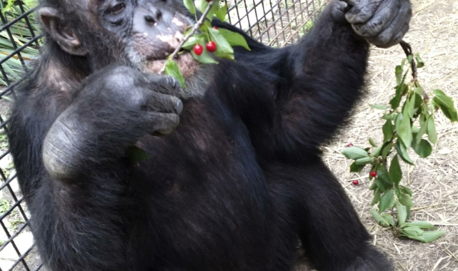Şempanzelerin Akşam Üstü Ritüeli: Günde İki Bira İçer Kadar Alkol Tüketiyorlar
