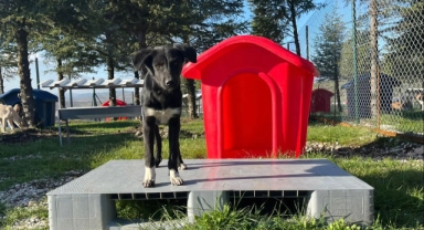 ALTIEYLÜL HAYVAN BARINAĞI TÜM BİRİMLERİYLE FAALİYETE GEÇTİ