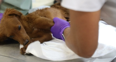 Bayraklı’da Hayvan Bakımevi Baştan Sona Yenilendi: Kapasite ve Hizmet Kalitesi Artırıldı