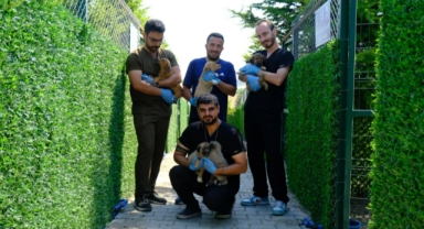 Altıeylül Belediyesi'nden Sahipsiz Hayvanlara Destek: Bakımevinde 306 Can Dost Koruma Altında
