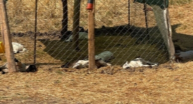 Diyarbakır'da Sahipsiz Köpekler Ağıla Girdi: 15 Kuzu Telef Oldu