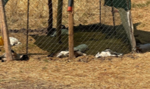 Diyarbakır'da Sahipsiz Köpekler Ağıla Girdi: 15 Kuzu Telef Oldu