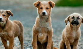 "Sokak Hayvanları ve Toplumsal Yaşam: Birlikte Var Olmak Mümkün mü?"